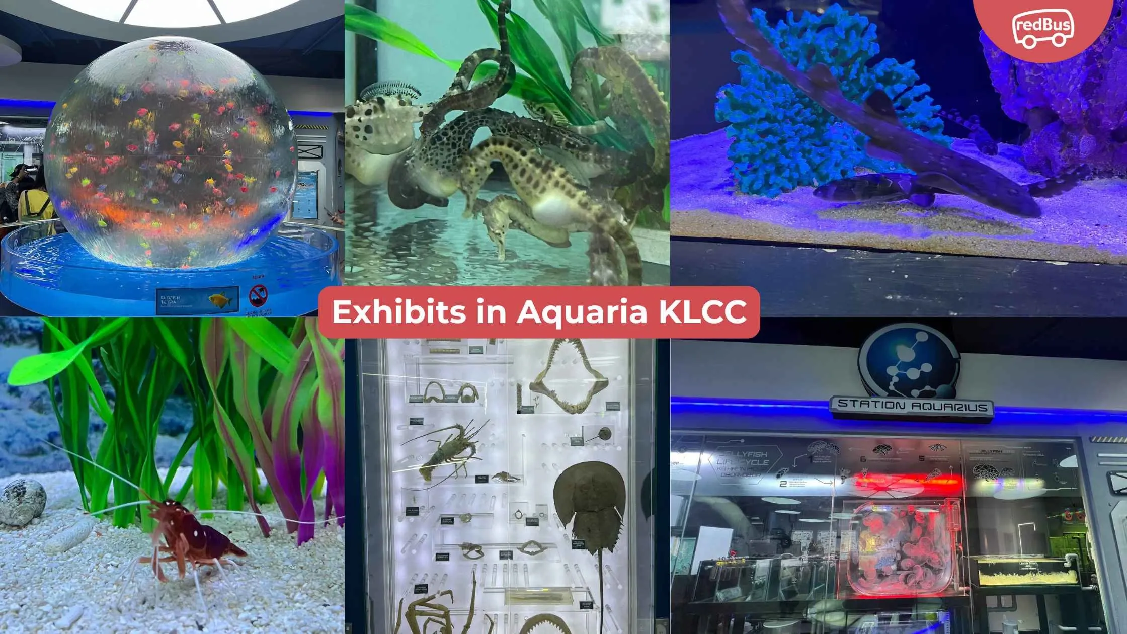 Exhibits in Aquaria KLCC